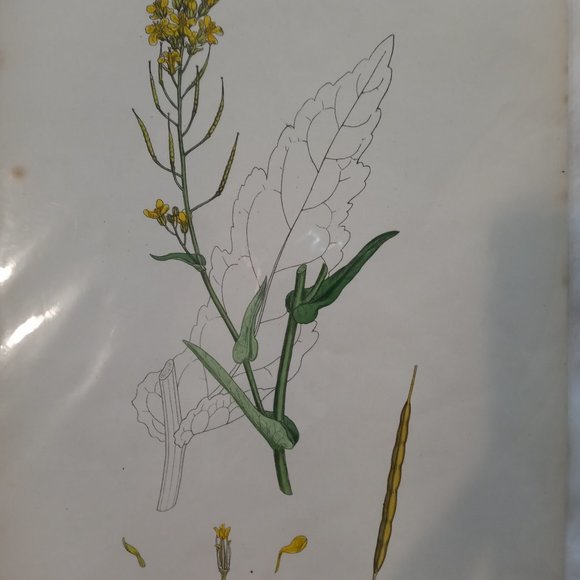 Vintage 1870 Botanical Prints Collectible - Picture 6 of 14